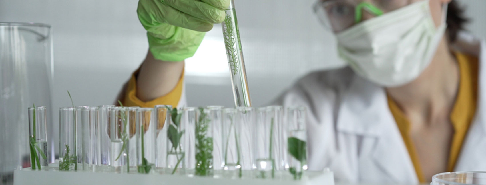 Linneo. Desarrollo de extractos vegetales.