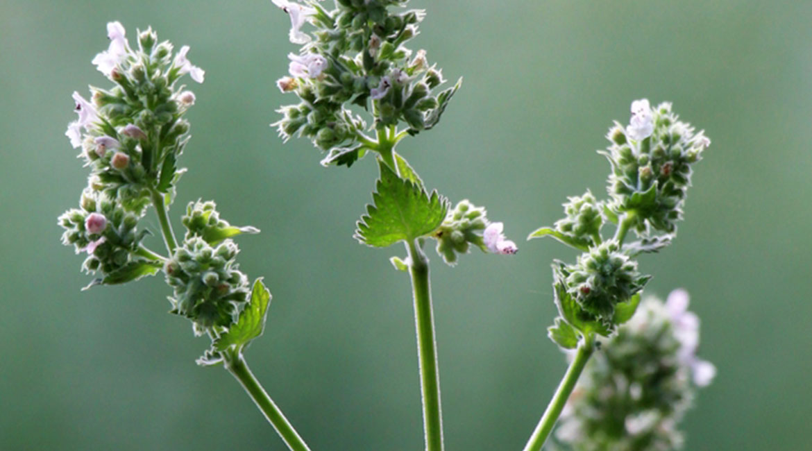 Linneo. Desarrollo de extractos vegetales.