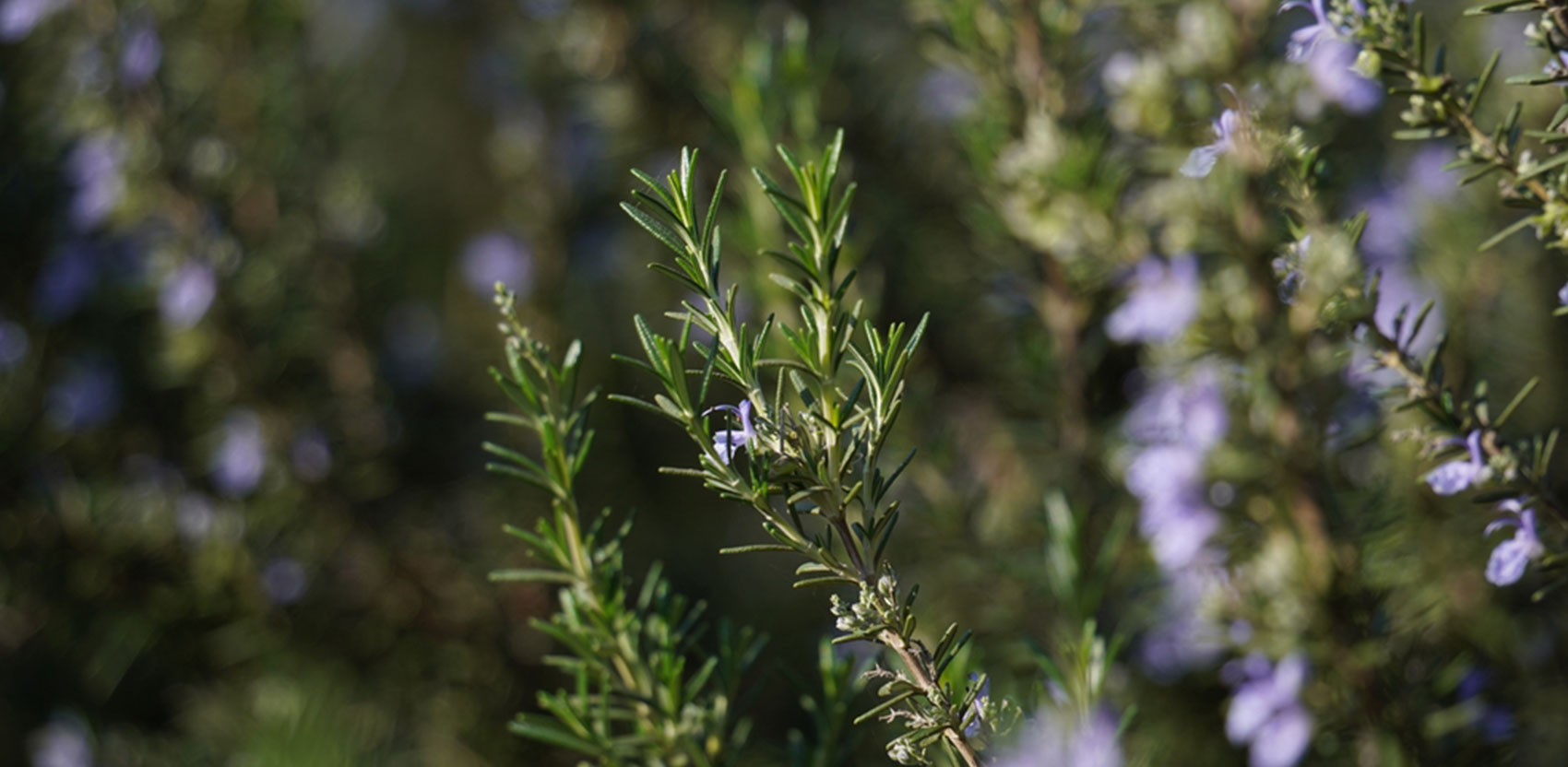 Linneo. Desarrollo de extractos vegetales.