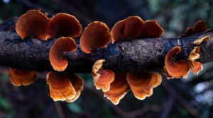 Extracto de hongos medicinales Reishi para suplementos adaptógenos de grado profesional.