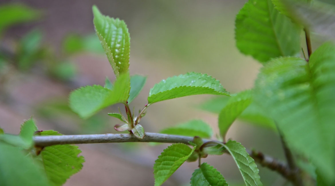 Linneo. Desarrollo de extractos vegetales.