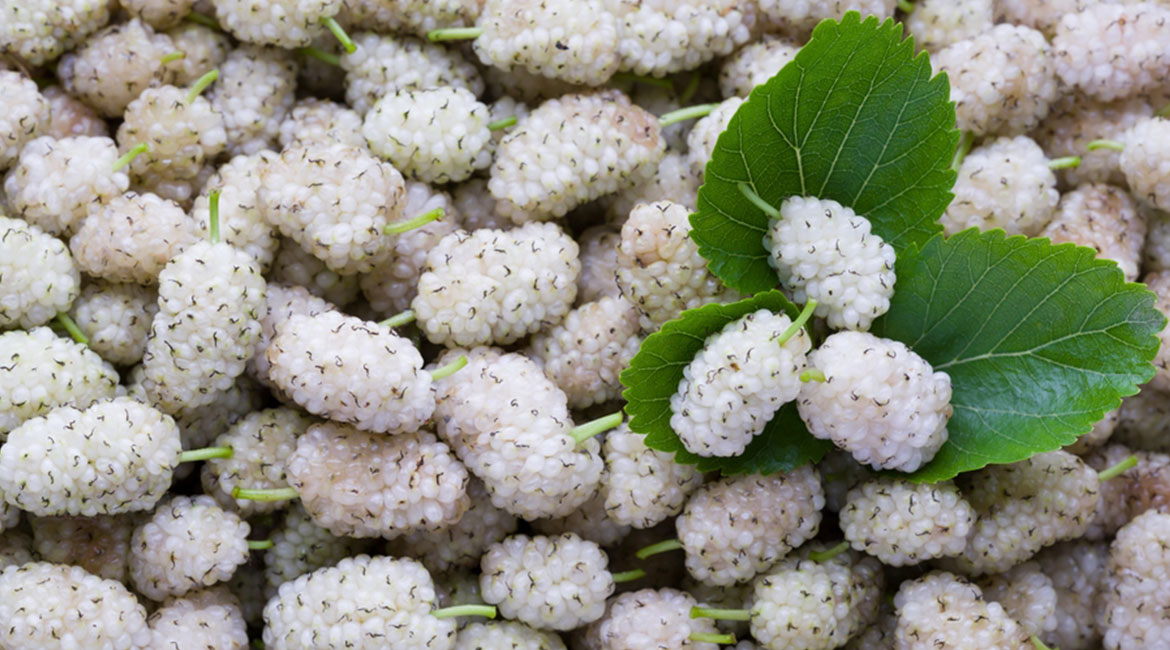 Rama con hojas verdes y frutos de mora blanca (Morus alba), ingrediente clave del extracto de hoja de mora para controlar la glucosa.