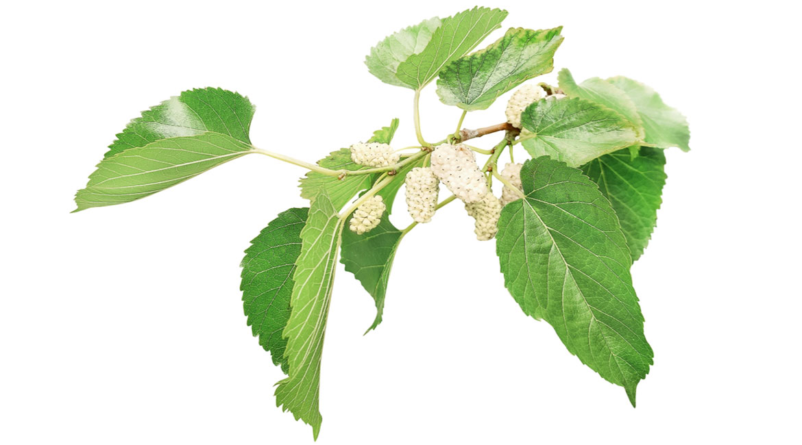 Linneo. Desarrollo de extractos vegetales.