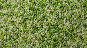 Sinergia proteica de arroz y arveja para formulación B2B de ingredientes activos Linneo